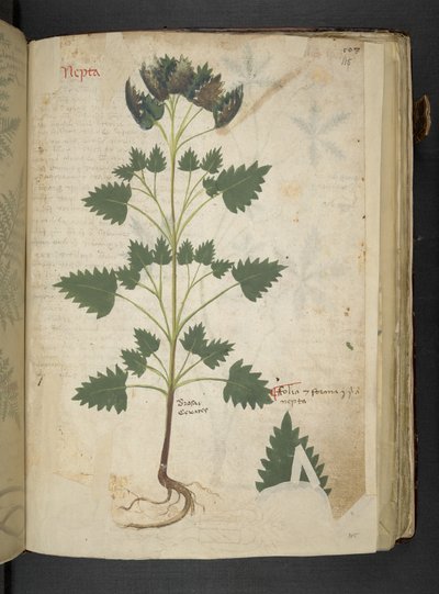 Add MS 41623 f.115r Nepta, aus 