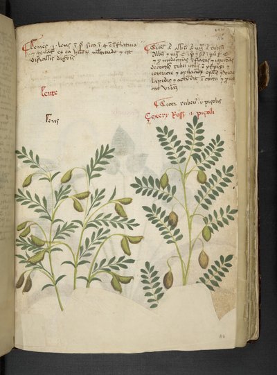 Ein Kräuterbuch, Belluno von Italian School
