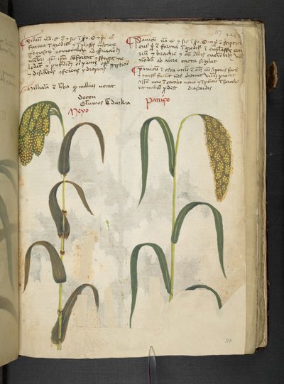 Ein Kräuterbuch, Belluno (Detail) von Italian School