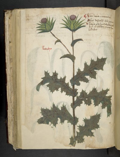 Distel, Ein Kräuterbuch, Belluno von Italian School