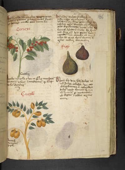 Obstbäume und Feigen, aus Ein Kräuterbuch, Belluno von Italian School