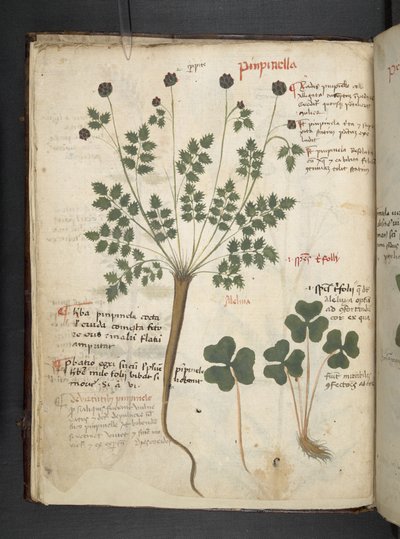 Ein Kräuterbuch, Belluno von Italian School