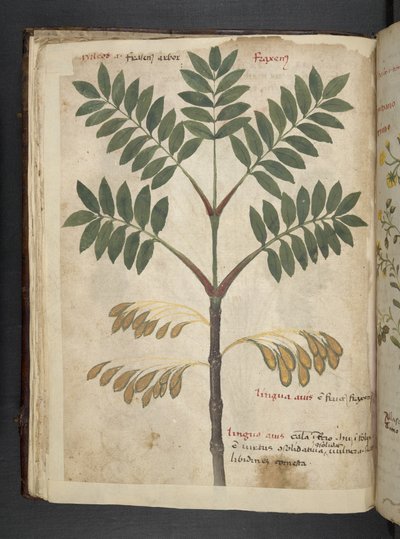 Ein Kräuterbuch, Belluno von Italian School