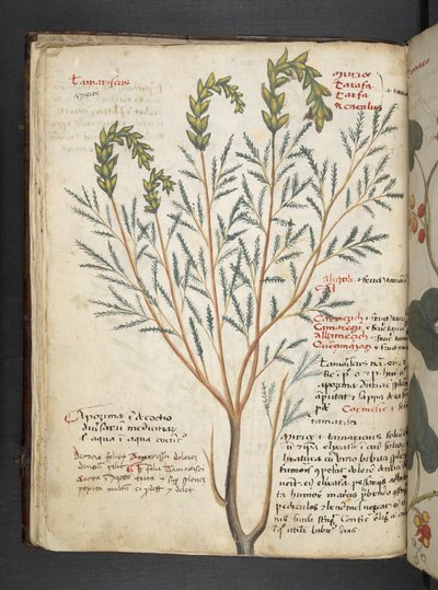 Ein Kräuterbuch, Belluno von Italian School