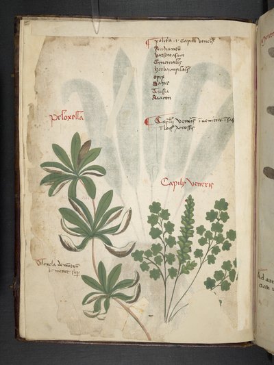 Ein Kräuterbuch, Belluno von Italian School