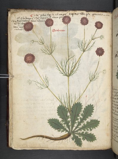 Ein Kräuterbuch, Belluno von Italian School