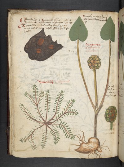 Ein Kräuterbuch, Belluno von Italian School