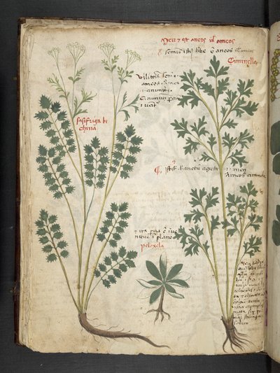 Ein Kräuterbuch, Belluno von Italian School
