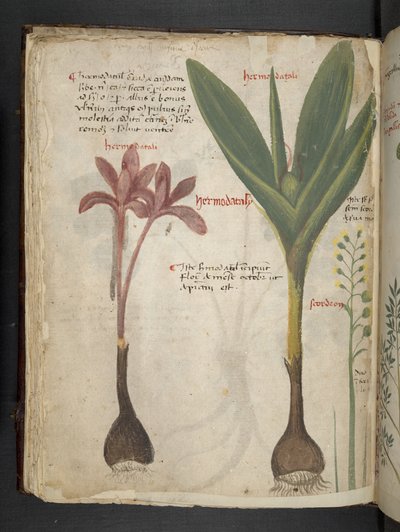 Ein Kräuterbuch, Belluno von Italian School