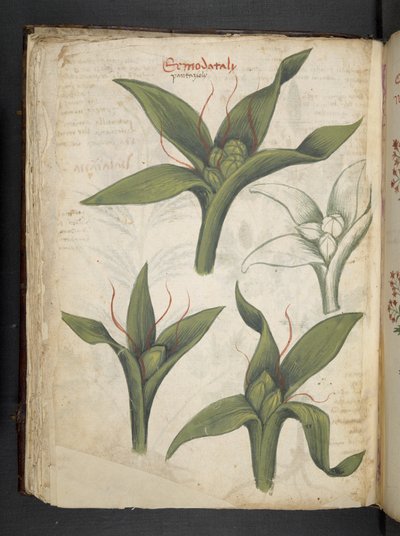 Ein Kräuterbuch, Belluno von Italian School