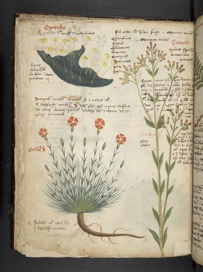 Ein Kräuterbuch, Belluno von Italian School