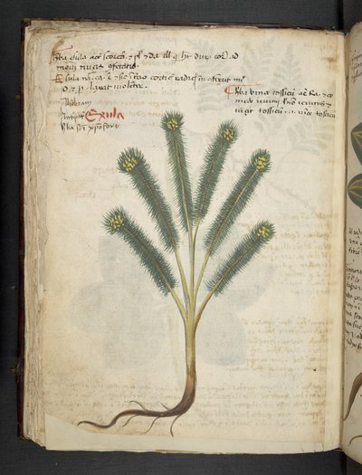 Ein Kräuterbuch, Belluno von Italian School