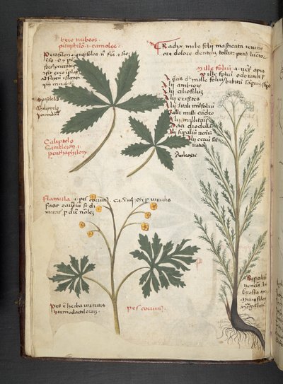 Ein Kräuterbuch, Belluno von Italian School