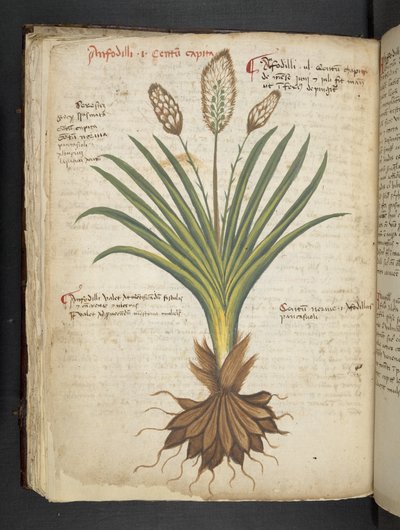 Ein Kräuterbuch, Belluno von Italian School