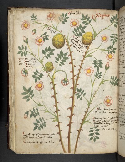 Ein Kräuterbuch, Belluno von Italian School