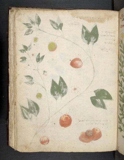 Ein Kräuterbuch, Belluno von Italian School