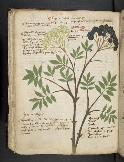 Ein Kräuterbuch, Belluno von Italian School