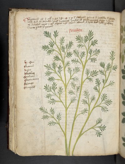 Ein Kräuterbuch, Belluno von Italian School