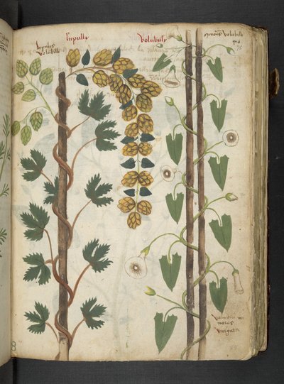 Ein Kräuterbuch, Belluno von Italian School
