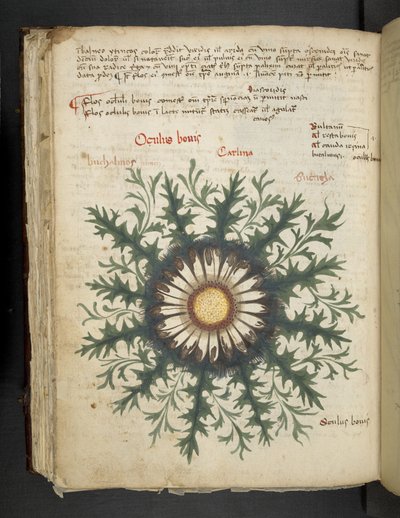 Carlina, aus Ein Kräuterbuch, Belluno von Italian School