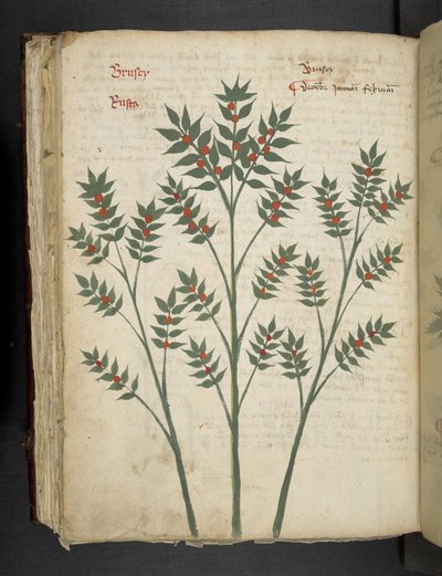 Ein Kräuterbuch, Belluno von Italian School
