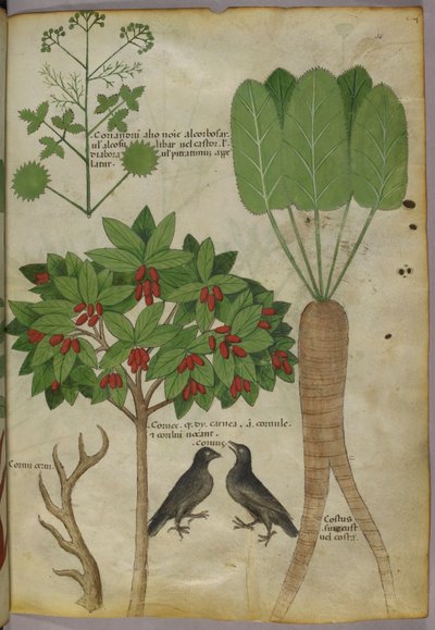 Botanische Illustration von Pflanzen und Vögeln, ca. 1440 von Italian School