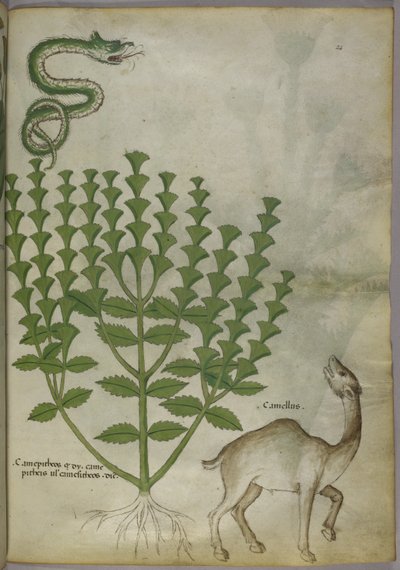 Botanische Illustration einer Pflanze, einer Schlange und eines Kamels, ca. 1440 von Italian School