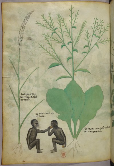 Botanische und Tierillustration einer Pflanze und zwei Affen, um 1440 von Italian School