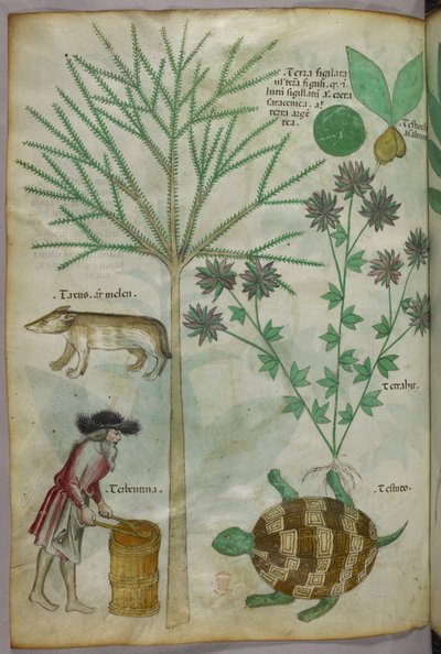 Botanische und Tierillustration von Pflanzen, einer Schildkröte, einem Mann und einem anderen Tier, um 1440 von Italian School