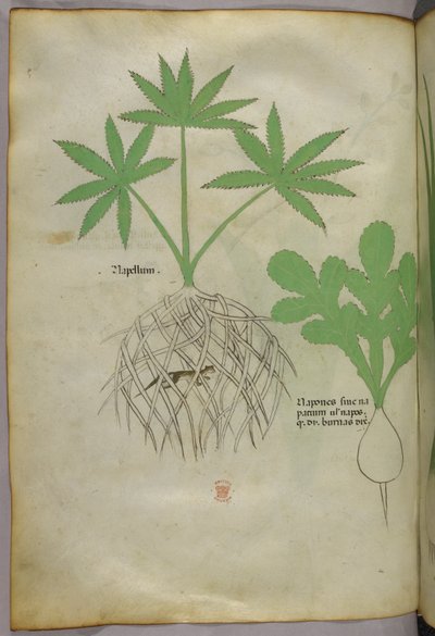 Botanische Illustration, ca. 1440 von Italian School