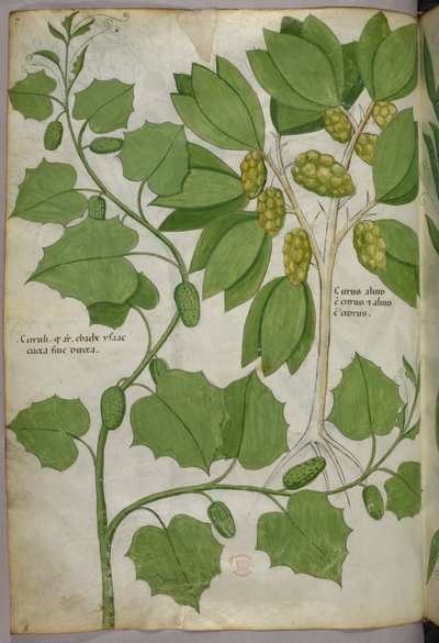 Botanische Illustration, um 1440 von Italian School