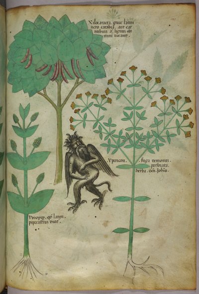 Botanische Illustration einer Pflanze und eines Dämons; das Kraut Ypericon soll Dämonen vertreiben, um 1440 von Italian School