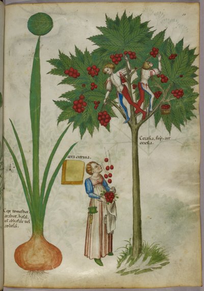 Botanische Illustration einer Pflanze und Jungen, die in den Ästen eines Obstbaums stehen und Früchte pflücken und zu einer Frau darunter werfen, um 1440 von Italian School