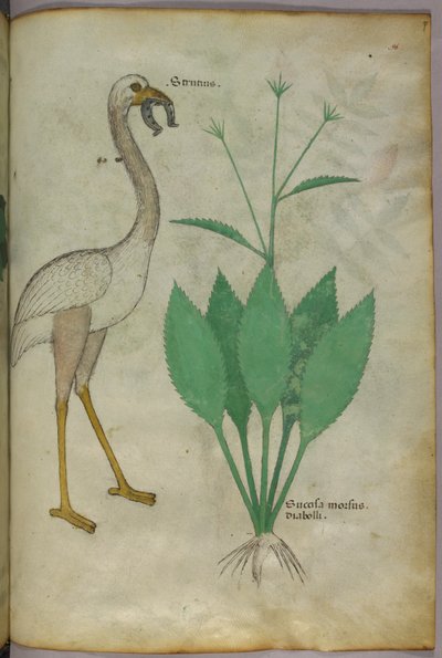 Botanische Illustration einer Pflanze mit einem flamingoähnlichen Vogel, um 1440 von Italian School