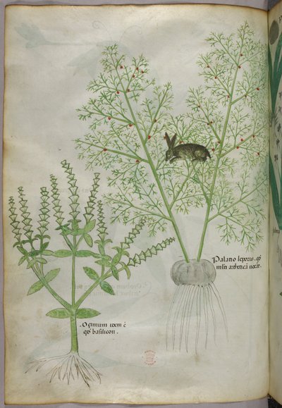 Botanische Illustration von einem Basilikum [Ocimum] und einem Hasen zwischen Spargel [Palatio Leporis], um 1440 von Italian School