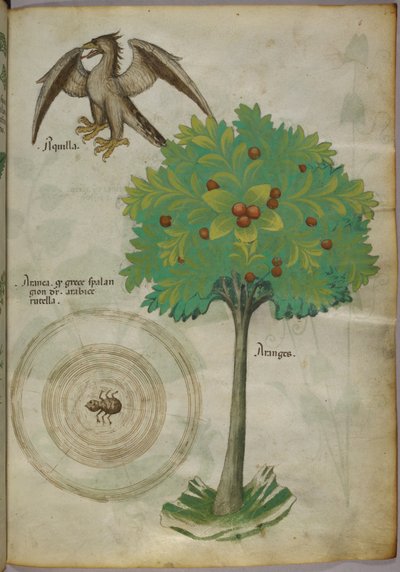 Botanische Illustration eines Baumes, eines Spinnennetzes und eines Adlers, um 1440 von Italian School