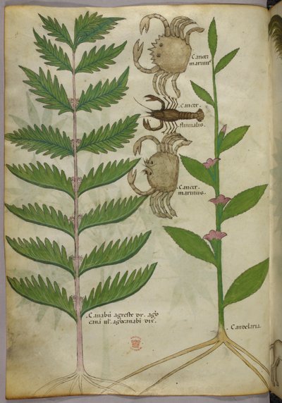 Botanische Illustration von Krabben und einem Skorpion, ca. 1440 von Italian School