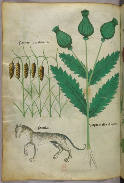 Botanische Illustration von Pflanzen und einem Panther, um 1440 von Italian School