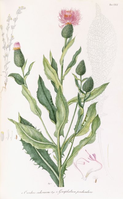 Cardus cichoraceus und Gnaphalium penduculare, 1811-1838 von Italian School