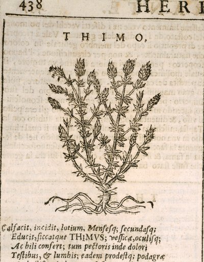 Gemeiner Thymian (Thymus vulgaris), Gravur von Castore Durante von Italian School