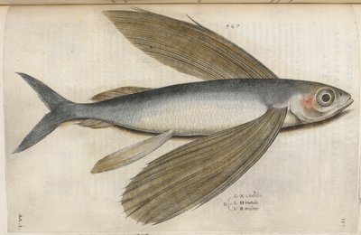 Fliegender Fisch, Illustration aus 