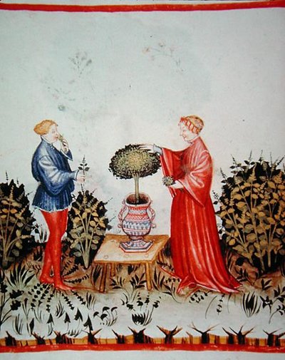 Fol.39v Basilikum sammeln, Illustration aus 