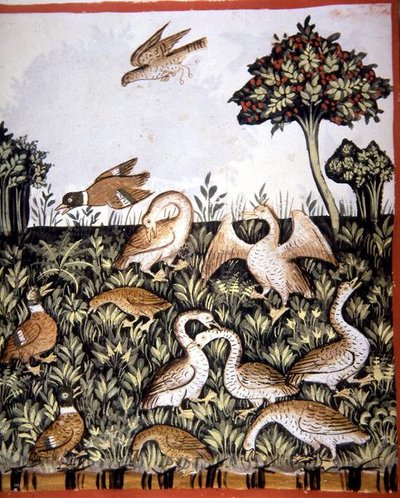 Fol.69v Enten und Gänse, Illustration aus 