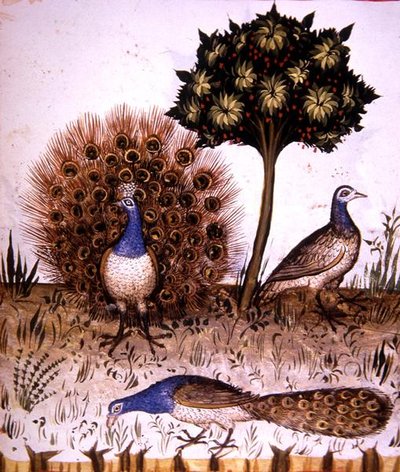 Fol.70r Pfauen, Illustration aus 