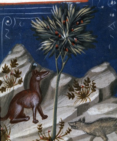 Fuchs und Wolf, Illustration aus "Codex Justianus", 1350 von Italian School