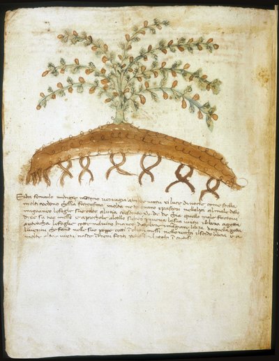 Herbarium des 14. Jahrhunderts. Stadtbibliothek von Rimini. von Italian School
