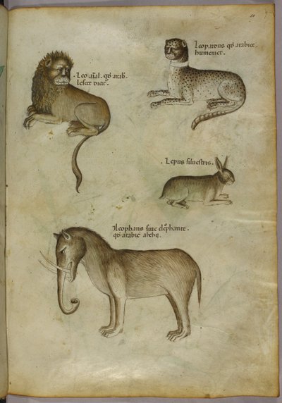 Illustration eines Löwen, eines Leoparden, eines Kaninchens und eines Elefanten von Italian School