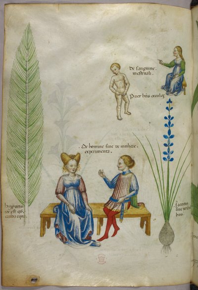 Illustration von Ackerschachtelhalm und Iris; Figuren, die Aspekte der menschlichen Sexualität darstellen, um 1440 von Italian School