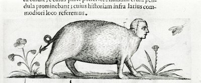 Die Manticore - in „De monstrorum natura causis libri duo“ von Fortunio Liceti. von Italian School