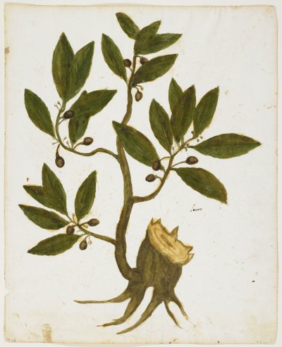 Lorbeerbaum (Laurus nobilis) von Italian School